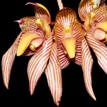 Load image into Gallery viewer, Orchid Seedling 50mm Pot Size - Bulbophyllum bicolor - Species