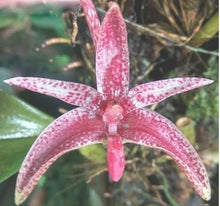 Load image into Gallery viewer, Orchid Seedling 50mm Pot Size - Bulbophyllum patens - Species