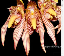Load image into Gallery viewer, Flask - Bulbophyllum bicolor - Species
