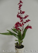 Load image into Gallery viewer, Orchid 50mm Pot Size - Oncidium Guann Shin Jaguar 'Lucky Star'