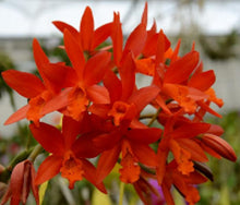Load image into Gallery viewer, Orchid Seedling 50mm Pot size - Cattleya Trick or Treat x (tigrina x Topaz Lullaby)