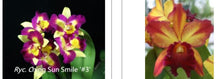Load image into Gallery viewer, Orchid Seedling  50mm Pot Size - Cattleya Shin Shiang Diamond x Toshie Aoki