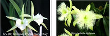 Load image into Gallery viewer, Orchid Seedling 50mm Pot Size - Cattleya Jimminey Cricket 'superbug' x digbyana