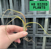 Load image into Gallery viewer, Air Plant - Tillandsia No3 butzii