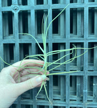 Load image into Gallery viewer, Air Plant - Tillandsia No11 paleacea