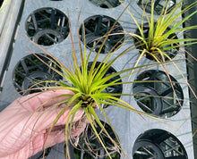 Load image into Gallery viewer, Air Plant - Tillandsia No17