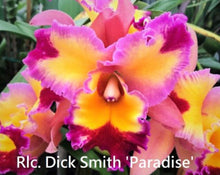 Load image into Gallery viewer, Flask - Cattleya Rlc Dick Smith 'Paradise'