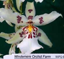 Load image into Gallery viewer, Flask - Oncidium Bellara Tahoma Glacier 'Green'
