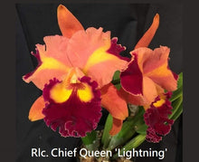 Load image into Gallery viewer, Flask - Cattleya Rlc Chief Queen Lightning (Chia Lin x Village Chief Talent)