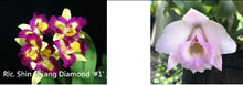 Load image into Gallery viewer, Flask - Cattleya Rlc Shin Shiang Diamond x C alaorii 'Kuwado'