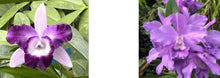 Load image into Gallery viewer, Flask - Cattleya Volcano Blue x Hsinying Mini Sky