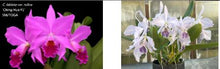 Load image into Gallery viewer, Flask - Cattleya labiata (rubra "CH' x coerulea 'Nice Lip') species
