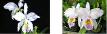 Load image into Gallery viewer, Flask - Cattleya mossiae coerulea x sib ('22-6') x Wilson ) species