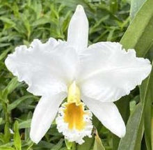 Load image into Gallery viewer, Orchid Seedling 50mm Pot Size - Cattleya B nodosa x C percivaliana alba