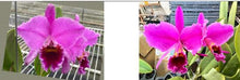Load image into Gallery viewer, Flask - Cattleya percivaliana  mamorada ( '#1" x 'Veneno' )