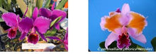Load image into Gallery viewer, Flask - Cattleya percivaliana x sib (marmorada Veneno x pelorica hercules) species