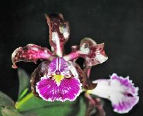 Load image into Gallery viewer, Flask - Cattleya schilleriana x self