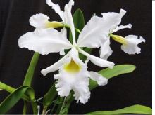 Load image into Gallery viewer, Flask - Cattleya warscewiczii quasi-alba 'Rochelensis' x self  species