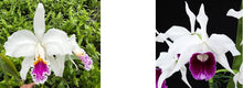 Load image into Gallery viewer, Flask - Cattleya Canhamiana (mossiae S/A 1755#13 x purpurata roxo violeta)
