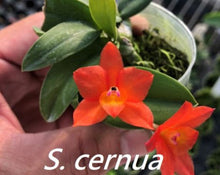 Load image into Gallery viewer, Flask - Cattelya cernua "Moon'x 'Uranus' - Species