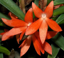 Load image into Gallery viewer, Flask - Ceratostylis retisquana - Species