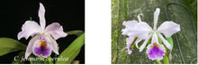 Load image into Gallery viewer, Flask - Cattleya jenmanii coerulea x sib ('22-11' x '22-12') species