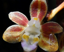 Load image into Gallery viewer, Flask - Cleisostoma subulatum - Species