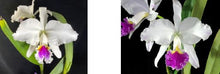Load image into Gallery viewer, Flask - Cattleya mossiae semi alba x sib ('H&R' x 'Southern Cross') species
