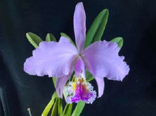 Load image into Gallery viewer, Flask - Cattleya mossiae tipo 'A' x self  species