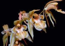 Load image into Gallery viewer, Flask - Coelogne brunnea - Species