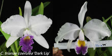 Load image into Gallery viewer, Flask - Cattelya trianae coerulea x sib ('22-1' Big Dark Lip x 'Giant') - Species