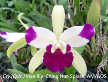 Load image into Gallery viewer, Flask - Cattleya Mae Bly 'Ching Hua Splash'