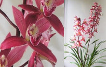 Load image into Gallery viewer, Orchid Seedling 50mm Pot Size - Cymbidium Yi Ying Red Gem (variegated leaves)
