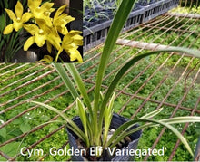 Load image into Gallery viewer, Orchid Seedling 50mm Pot Size - Cymbidium Golden Elf