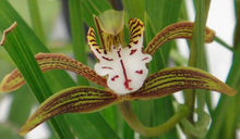 Load image into Gallery viewer, Orchid Seedling 50mm Pot Size - Cymbidium goeringii x erythraeum