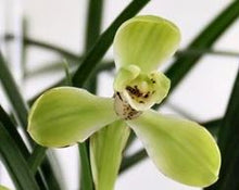 Load image into Gallery viewer, Orchid Seedling 50mm Pot Size - Cymbidium goeringii x erythraeum