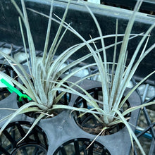 Load image into Gallery viewer, Air Plant - Tillandsia No31