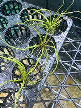 Load image into Gallery viewer, Air Plant - Tillandsia No12 bulbosa