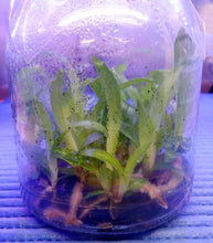 Load image into Gallery viewer, Flask - Paphiopedilum  Paph. Pink Sky (Lady Isabel x delenatii)  - Slipper Orchid