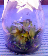 Load image into Gallery viewer, Flask - Phalaenopsis Phal. stuartiana v. nobilis (Yellow Strain) x sib - Species
