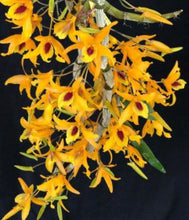 Load image into Gallery viewer, Flask - Dendrobium Den. Chanthaboon Sunrise