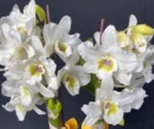 Load image into Gallery viewer, Orchid Seedling 50mm Pot size - Dendrobium Green Apple softcane