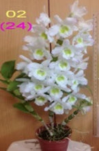Load image into Gallery viewer, Orchid Seedling 50mm Pot size - Dendrobium Green Elf softcane

