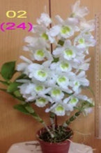 Load image into Gallery viewer, Orchid Seedling 50mm Pot size - Dendrobium Green Elf softcane