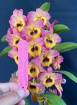 Orchid Seedling 50mm Pot size - Dendrobium Maple softcane