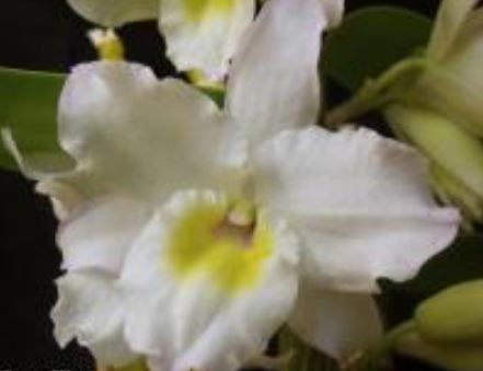 Orchid Seedling 50mm Pot size - Dendrobium Sea Mary 'Snow King' softcane