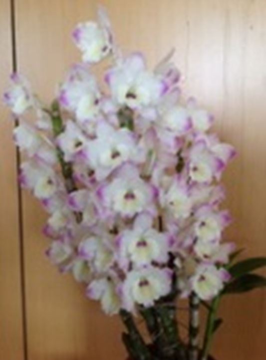 Flask - Dendrobium Nobile Pearl  Soft Cane