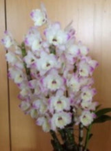 Load image into Gallery viewer, Orchid Seedling 50mm Pot size - Dendrobium Pearl softcane