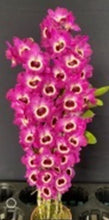 Load image into Gallery viewer, Orchid Seedling 50mm Pot size - Dendrobium Red Model softcane

