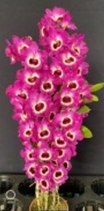 Orchid Seedling 50mm Pot size - Dendrobium Red Model softcane